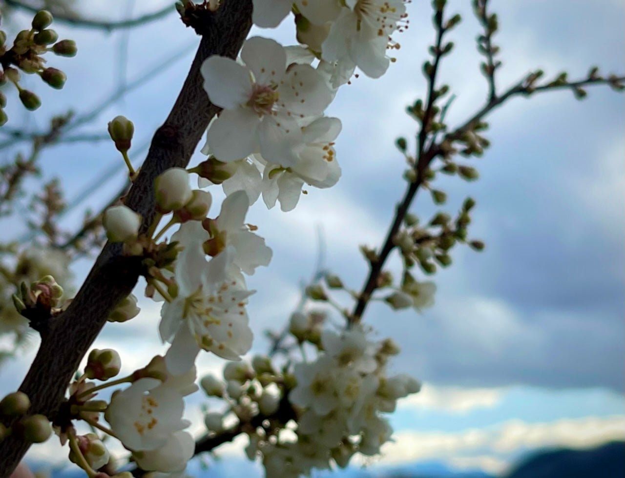 Spring is Springing! – Yank NZ